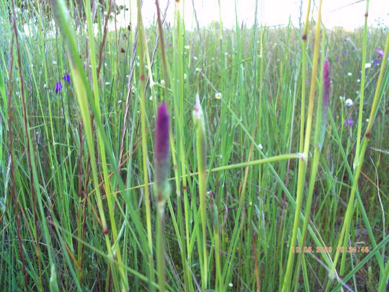 Phalaris coerulescens